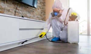Different types of furniture pest control