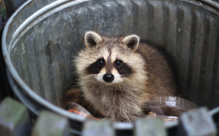 How to Get Rid of Raccoons: Expert Removal Tips