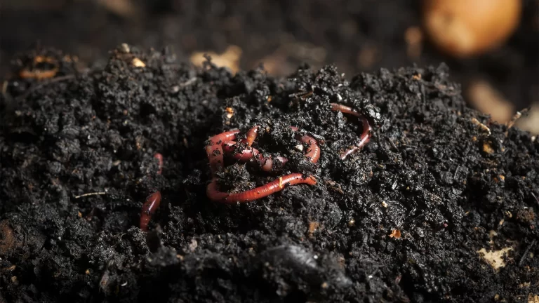 How Red Wiggler Worms Enhance Your Composting Efforts